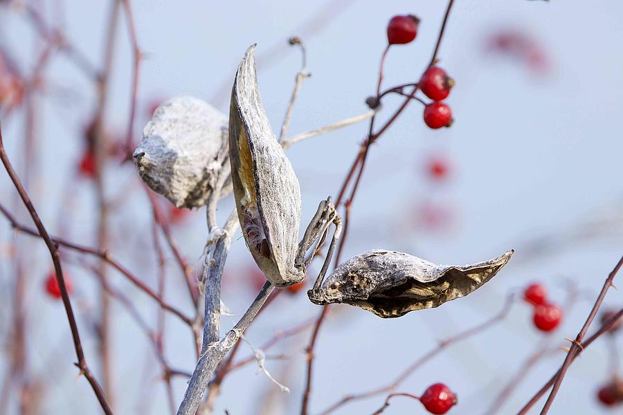 Milkweed pods and berries Photograph by Yvonne M Smith