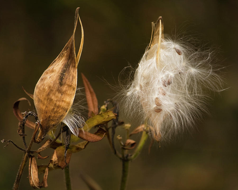 Milkweed Pods Photograph by Cheryl Day