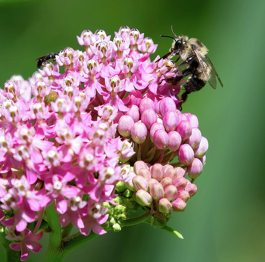 Milkweed Pollinators Photograph by Flinn Hackett