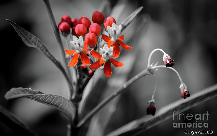 Milkweed red Photograph by Barry Bohn