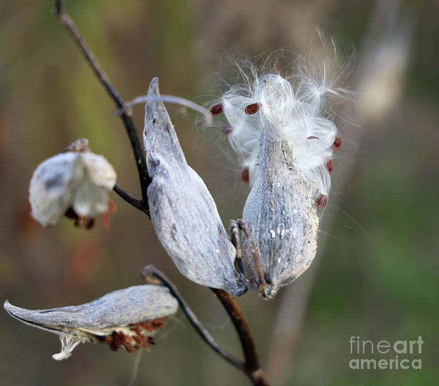 Milkweed Seed Explosion 2585 Photograph by Jack Schultz