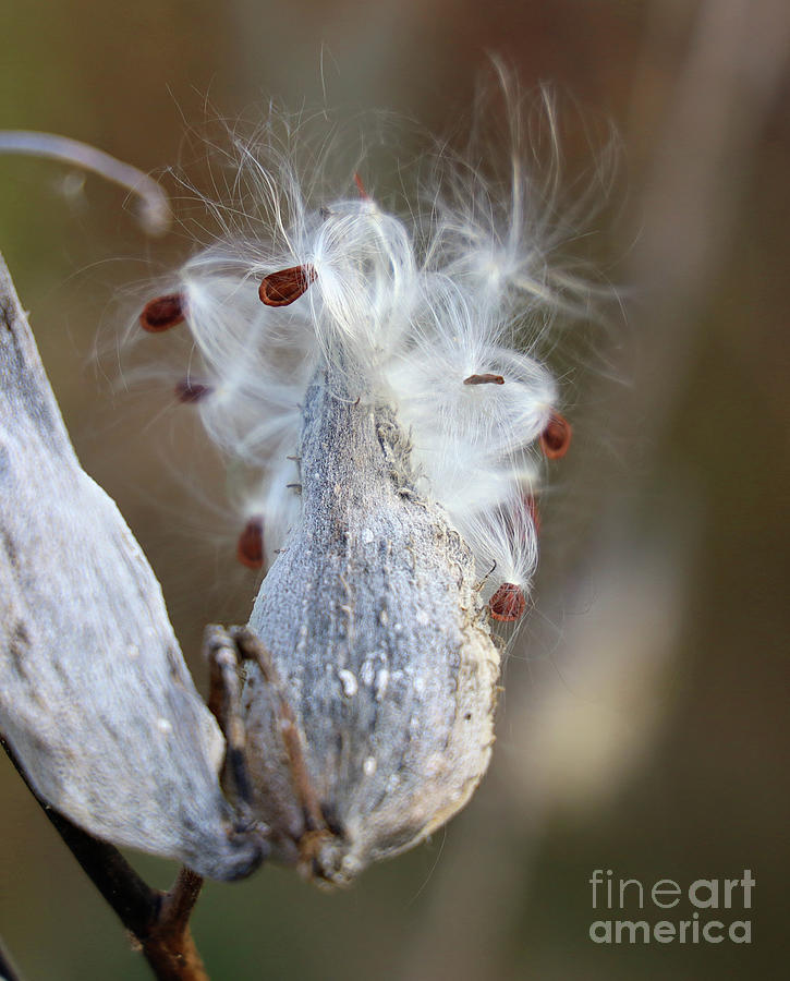 Milkweed Seed Explosion 2586 Photograph by Jack Schultz