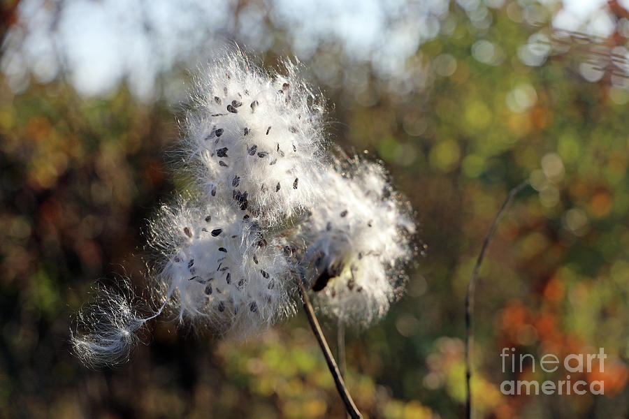 Milkweed Seed Explosion 2593 Photograph by Jack Schultz
