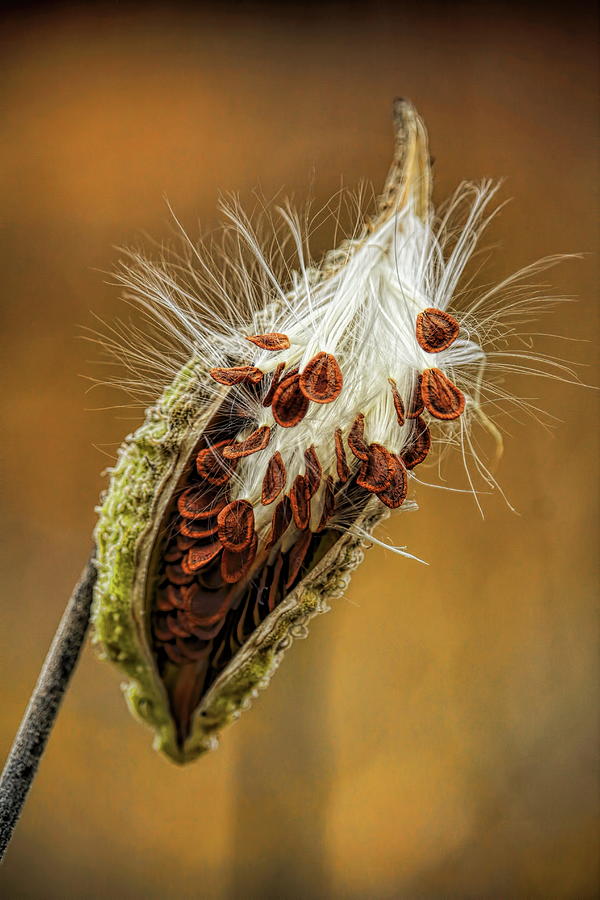 Nature Photograph - Milkweed Seed Fibers by Dale Kauzlaric