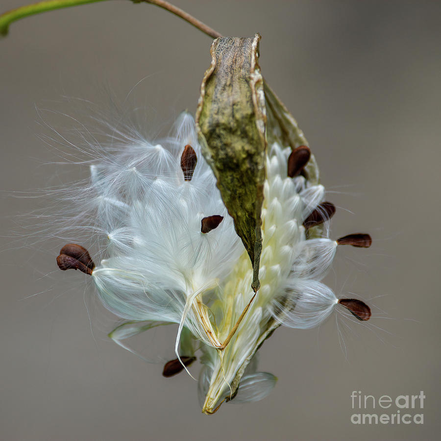 Milkweed Seeds