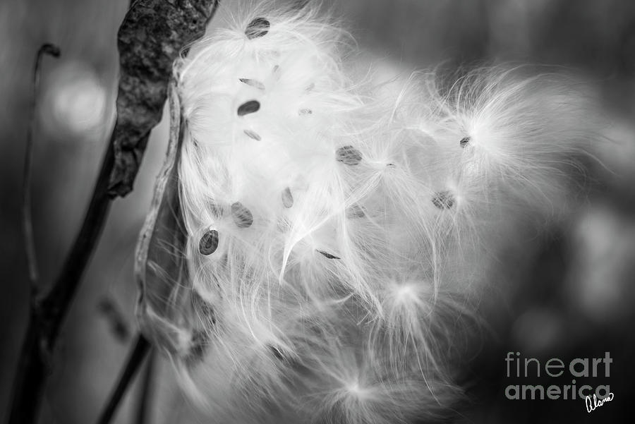 Milkweed Seeds Photograph by Alana Ranney