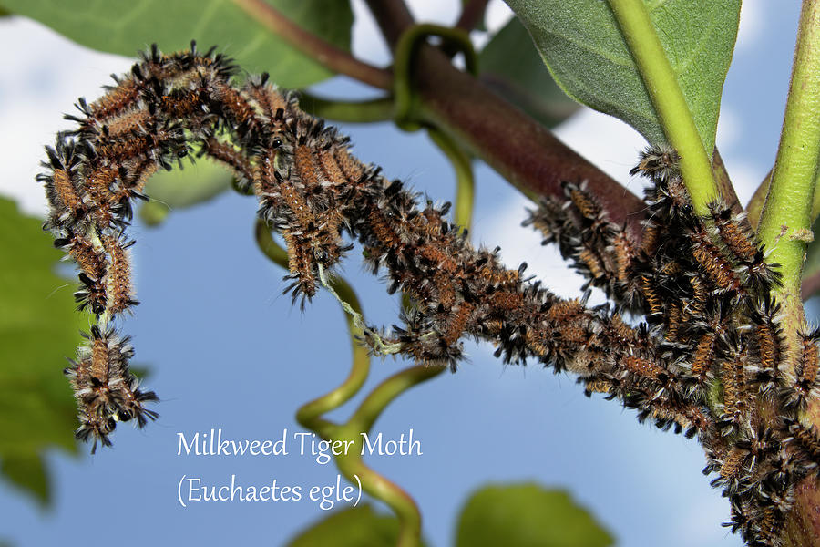 Milkweed Tiger Moth Caterpillars Photograph by Mark Berman