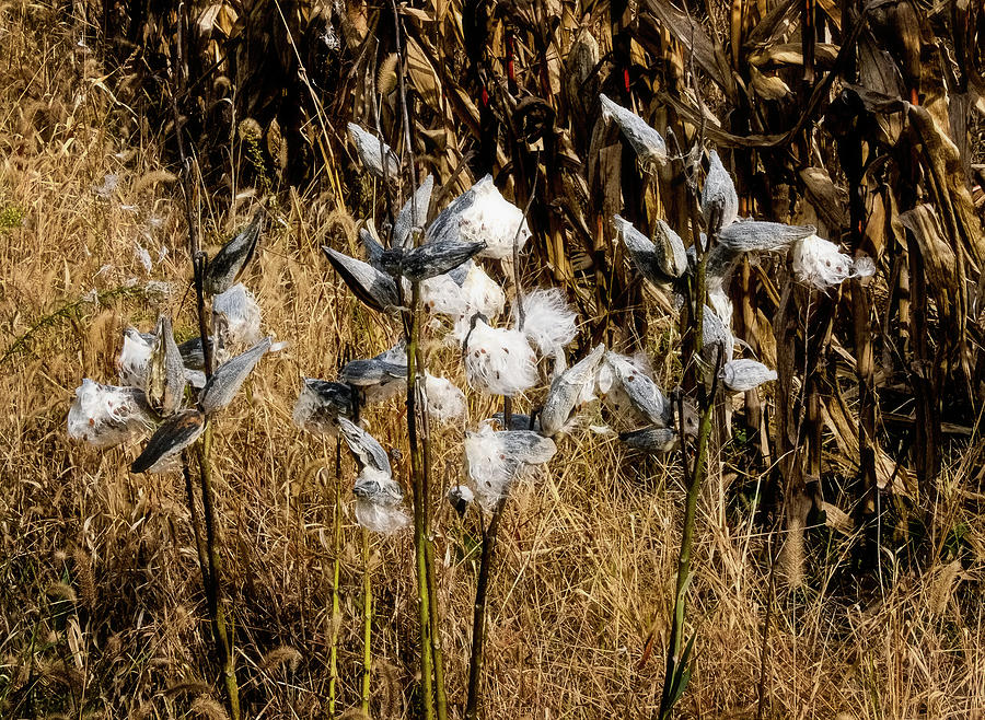 Milkweed Photograph by Tom Singleton