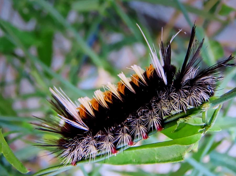 Milkweed Tussock Moth Caterpillar Photograph by Judy Kennedy