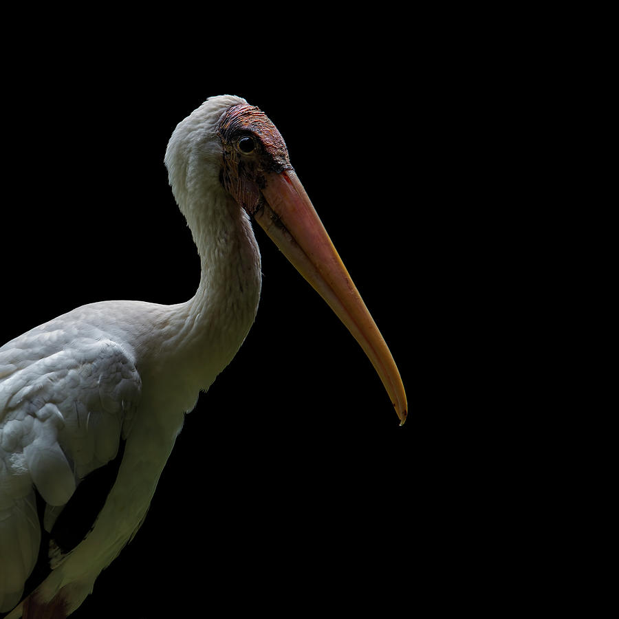 Milky Stork Portrait Photograph by David Gn