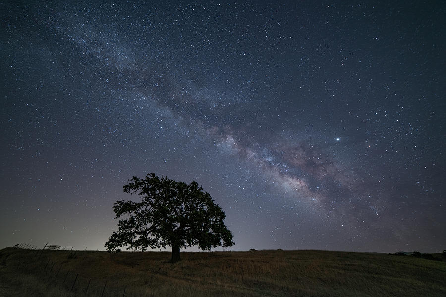 Milky Way and Oak Tree 2 Photograph by Lindsay Thomson