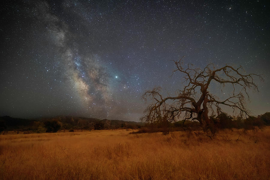 Milky Way and Oak Tree on a Quiet Night Photograph by Lindsay Thomson