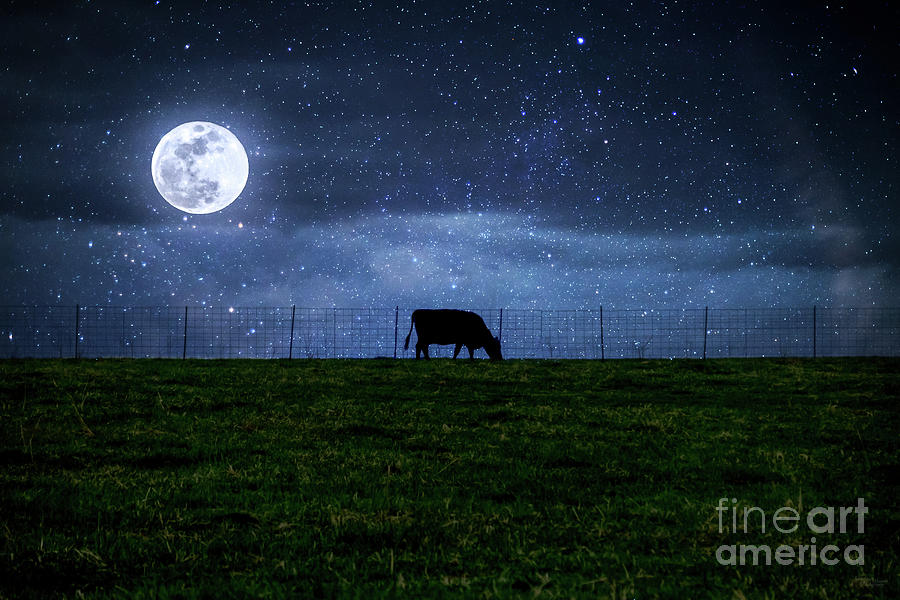 Milky Way Cattle Moonlight Photograph by Jennifer White