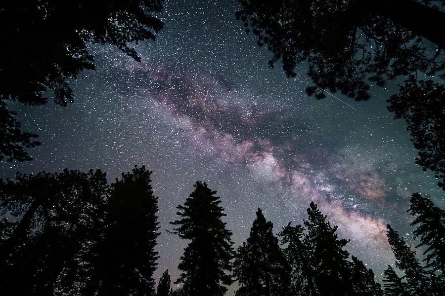 Milky Way in Sequoia Photograph by Bella B Photography | Pixels