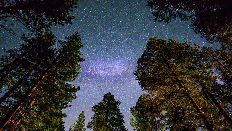 Milky way over a forest Photograph by Asif Islam