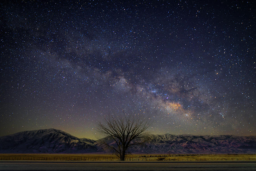 Milky Way Over Desert Tree Photograph by Lindsay Thomson