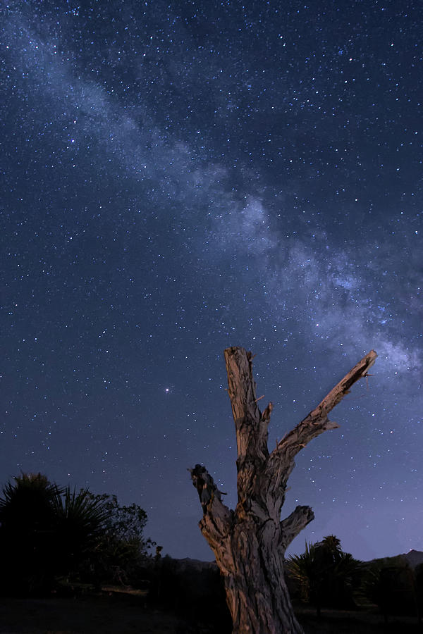 Milky Way Over the Desert 2 Photograph by Lisa Chorny