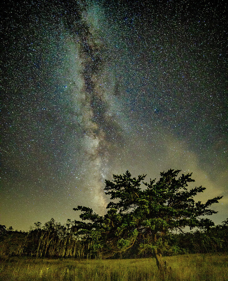 Milky Way over the Trees Photograph by Jeanne Jackson