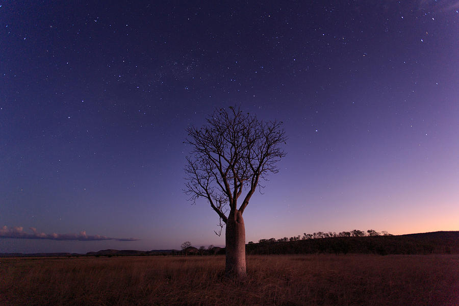 Milky Way, stars and night sky over a Boab Tree. Parry Lagoons Nature Reserve. The Kimberley. Western Australia. Photograph by John White Photos