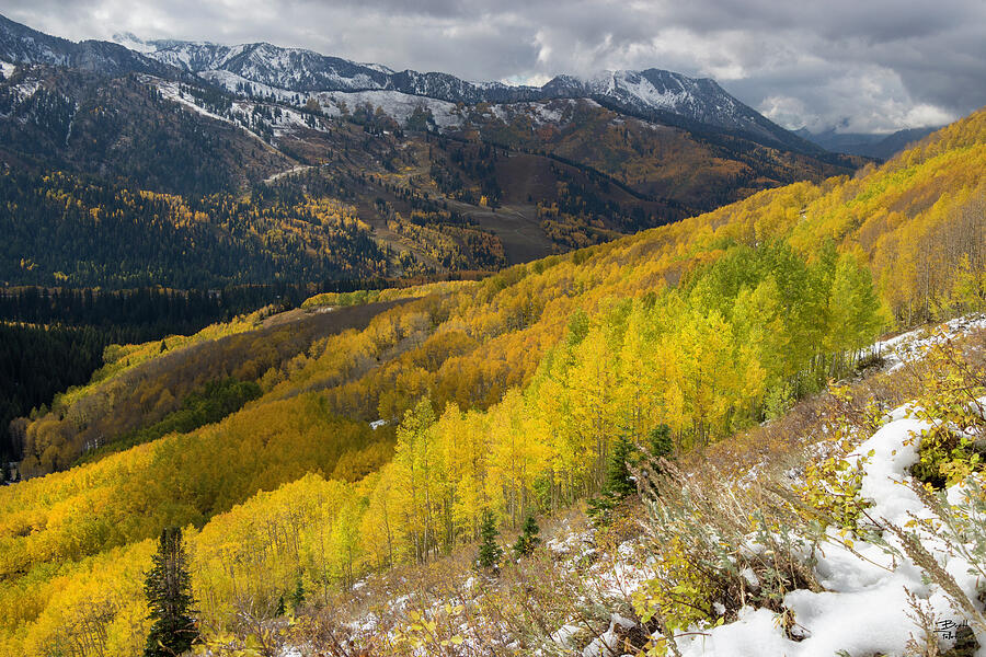 Fall Photograph - Mill F Yellow Aspen in Autumn with Snow - Big Cottonwood Canyon, Utah by Brett Pelletier