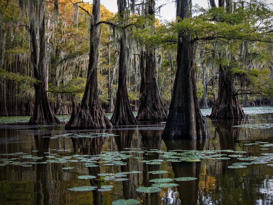 Mill Pond Calm Photograph by Buck Buchanan