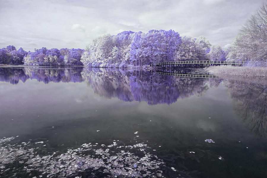 Mill Pond infrared in violet Photograph by Brian Hale