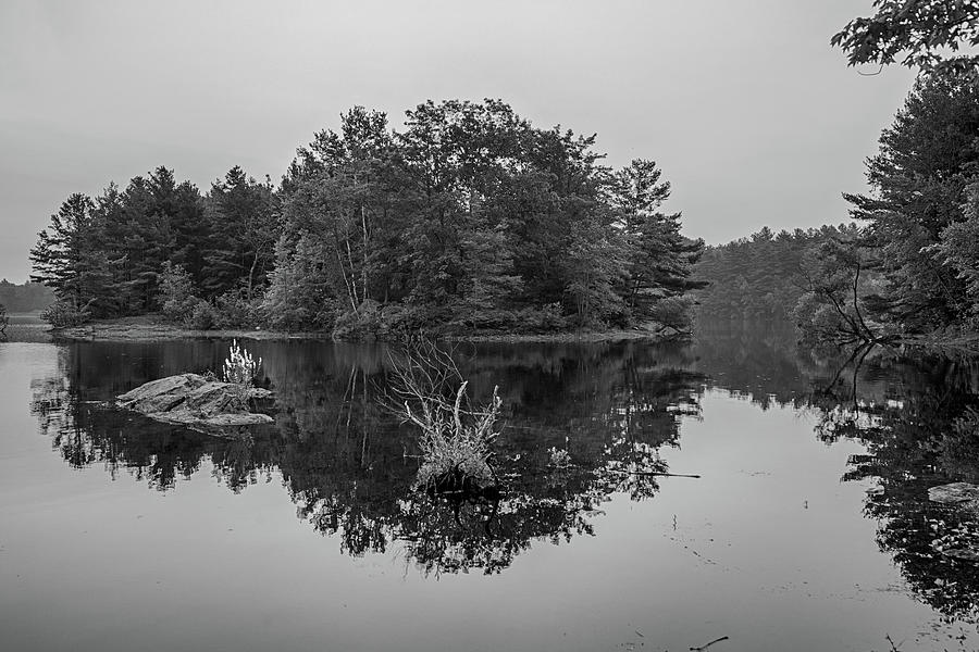Mill Pond Sunrise in Burlington Massachusetts Lupines Black and White Photograph by Toby McGuire