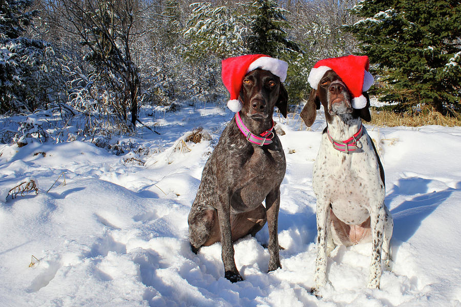 Mille and Macie Santa Hats Photograph by Brook Burling