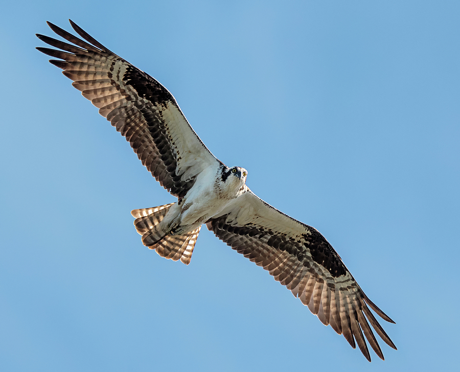 Miller Island Osprey Photograph by Loree Johnson