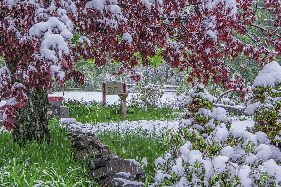 Millers Garden Spring Snow Photograph by White Mountain Images