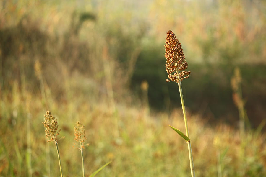 Millet Crop with background blur Photograph by Kulliprashant