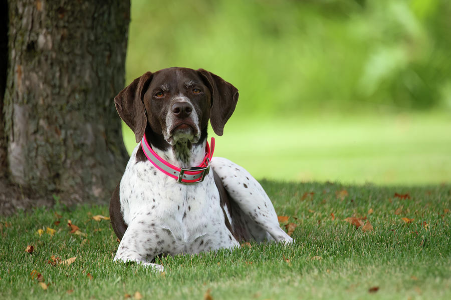 Millie German Shorthaired Pointer Photograph by Brook Burling