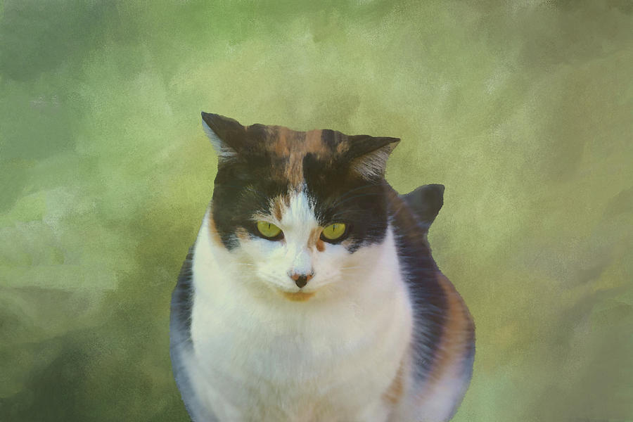 Millie The Calico Cat Photograph by Sandi OReilly