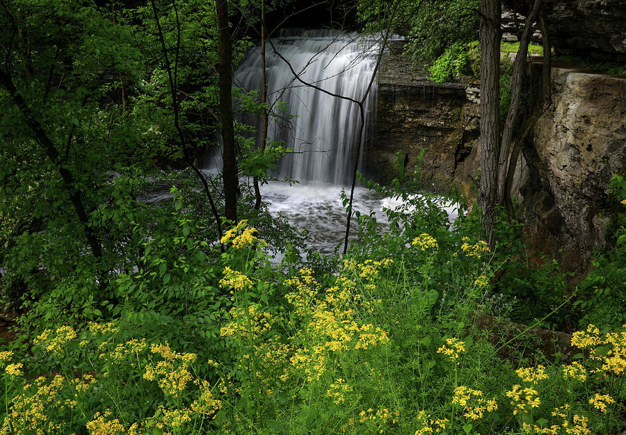 Millikin Falls Ohio Spring Flowers Photograph by Dan Sproul