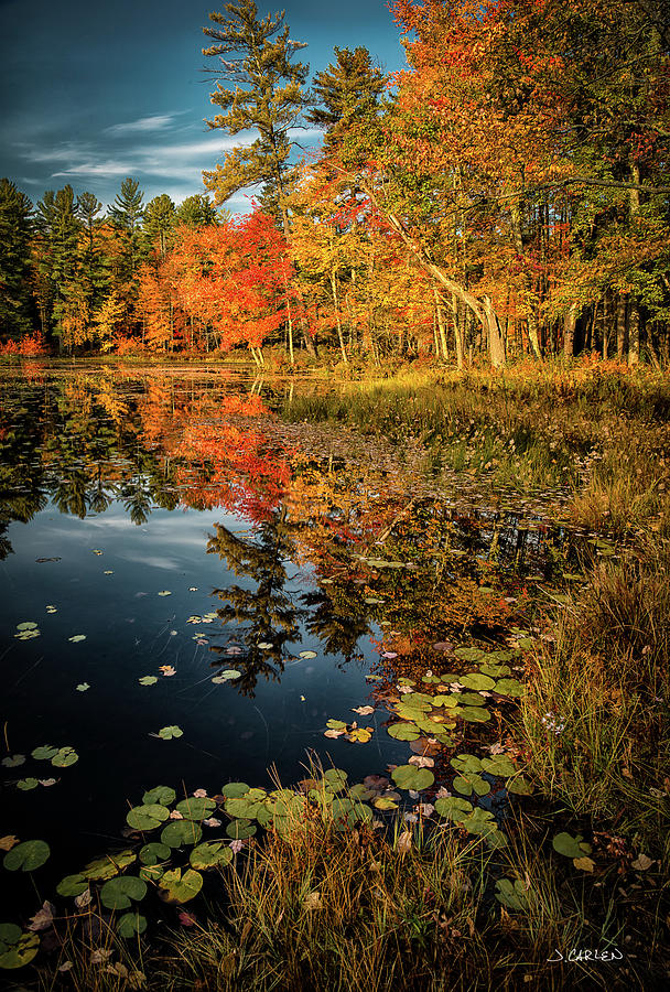 Millpond Foliage Photograph by Jim Carlen