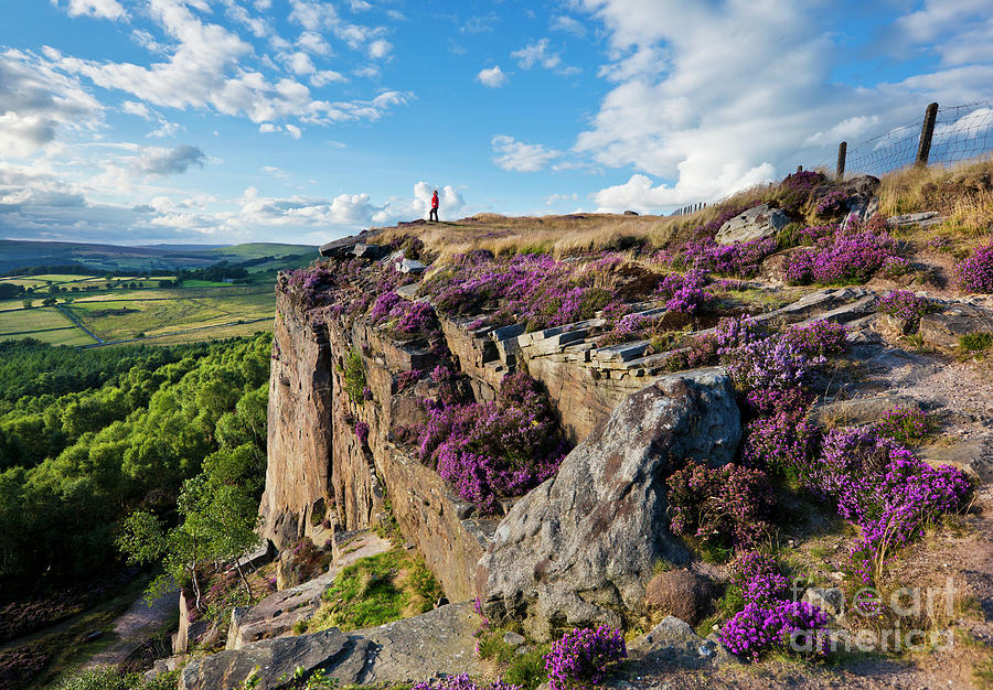 Millstone edge and Hathersage Moor with Purple Heather, Peak District, England Photograph by Neale And Judith Clark