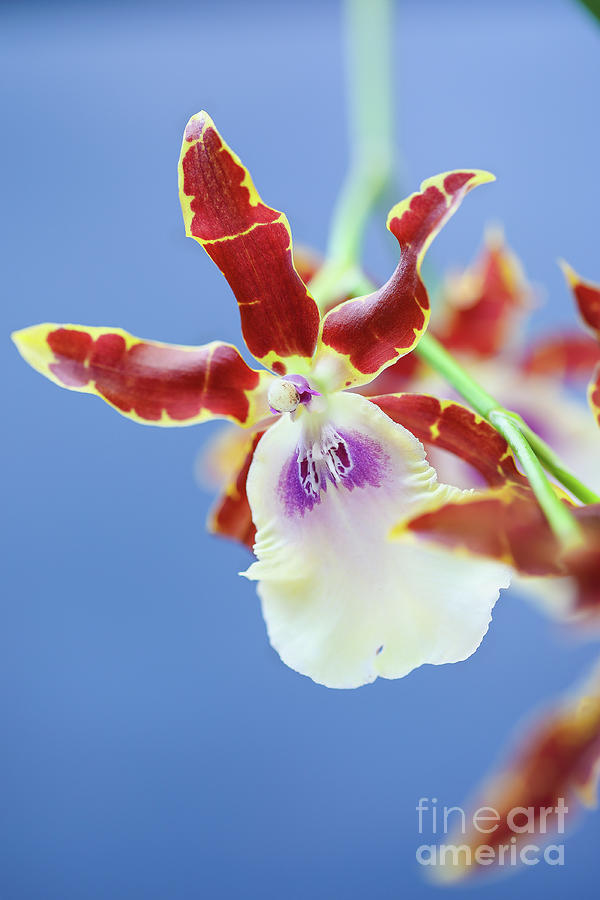 Orchid Photograph - Miltonia Kismet Kind Kai Orchid against a blue background by Stephanie Frey