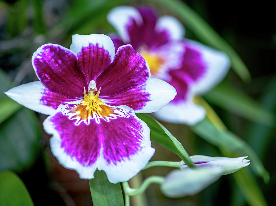 Miltonia Orchid Photograph by Debra Kewley