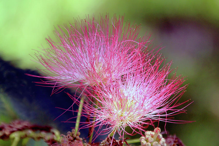 Mimosa Beauty Photograph By Linda Goodman - Fine Art America