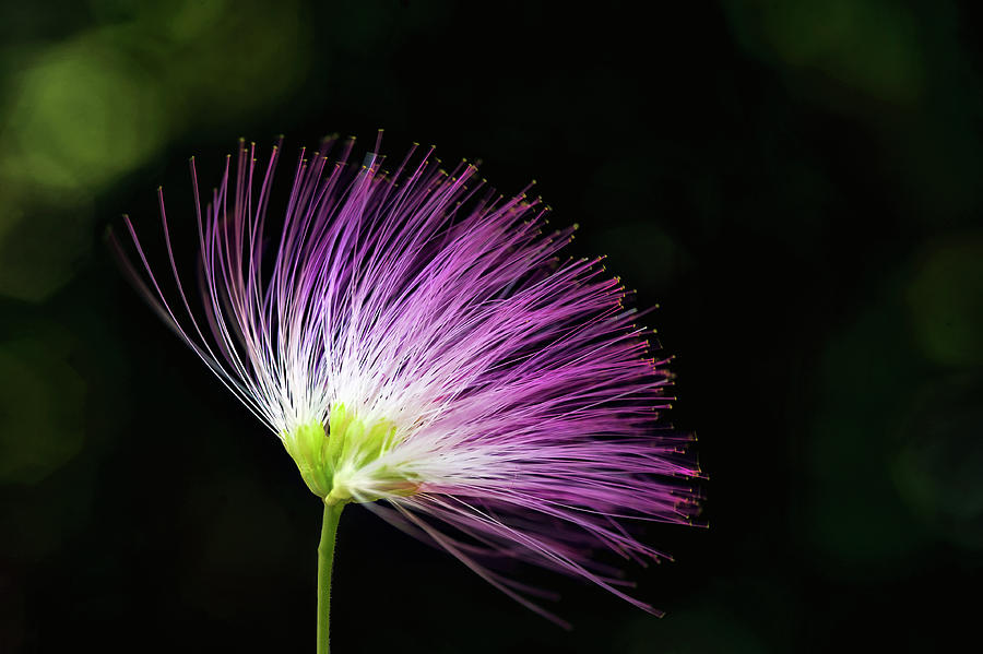 Mimosa Bloom Photograph by Scott Rogers - Fine Art America