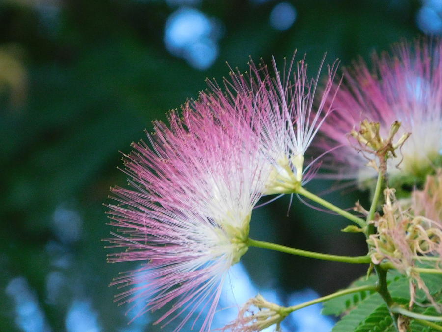 Mimosa Blooms Photograph by Virginia White