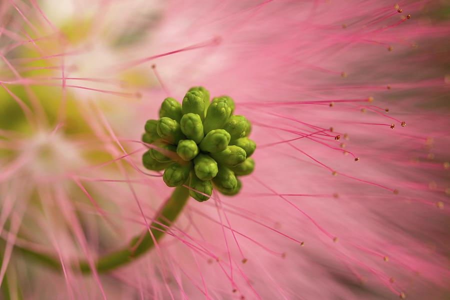 Up Movie Photograph - Mimosa Flower Closeup by Liza Eckardt