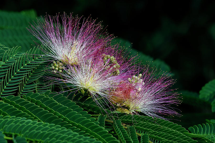 Mimosa Flower Photograph by Fon Denton