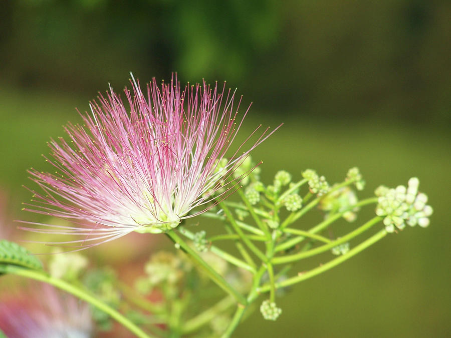 Mimosa Flower Photograph
