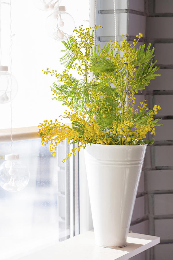 Mimosa In A Vase On A Window Photograph