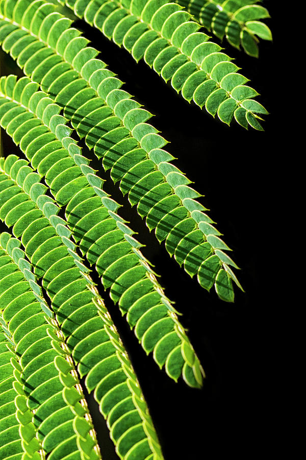 Mimosa Leaves Against Black Photograph by Bob Decker