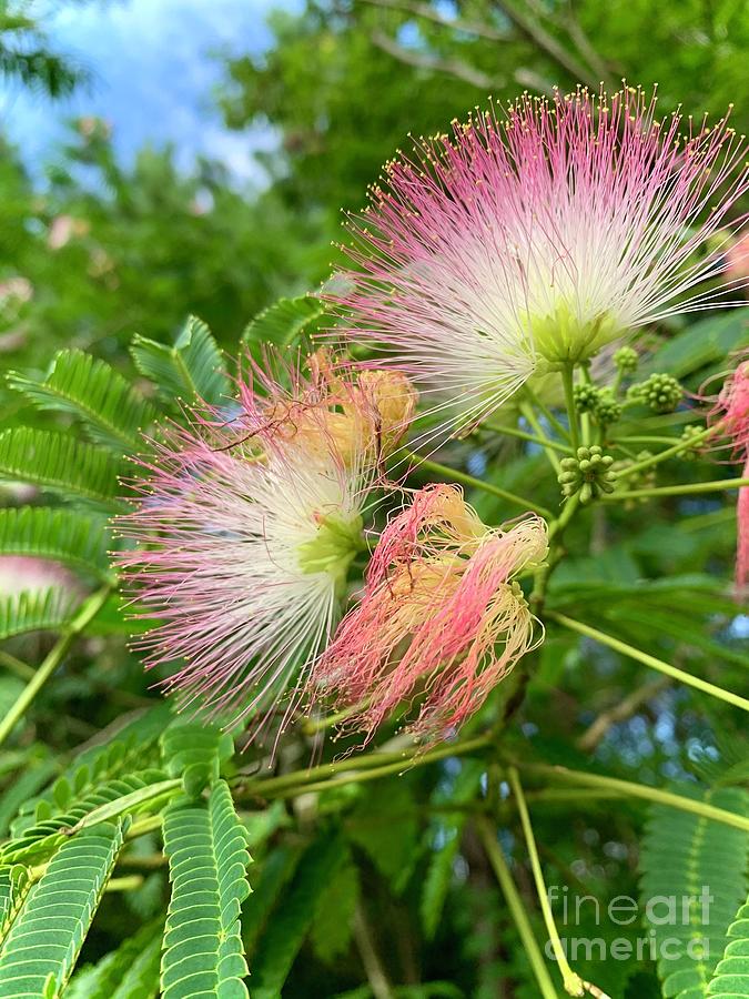 Mimosa Photograph