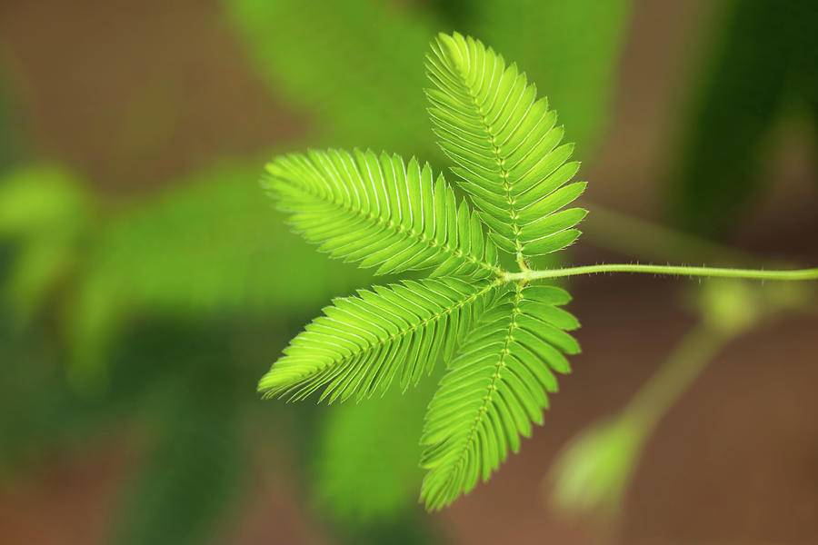 Mimosa Pudica Sensitive Plant Photograph by Artur Bogacki