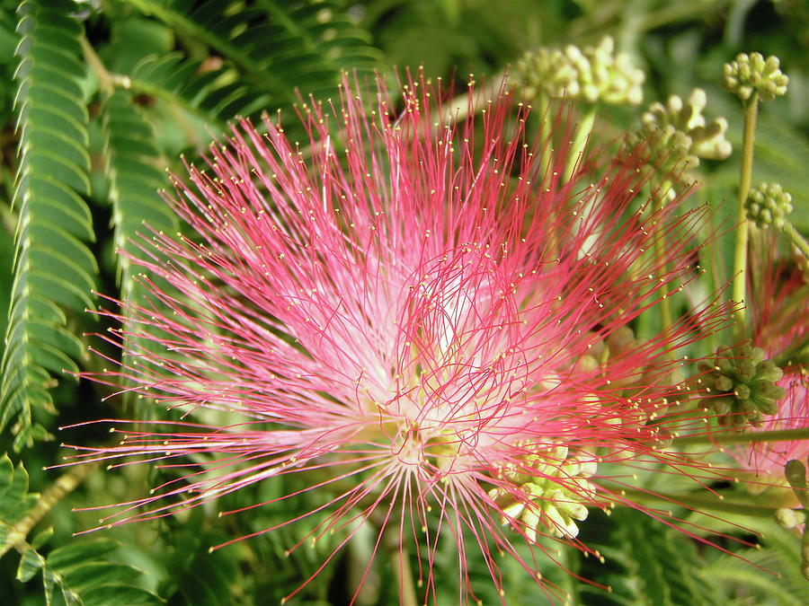 Mimosa Photograph by Stephanie Moore