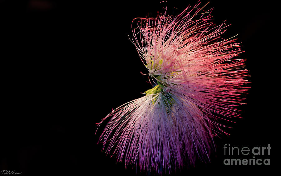 Mimosa Tree Blossom  Photograph by Theresa D Williams